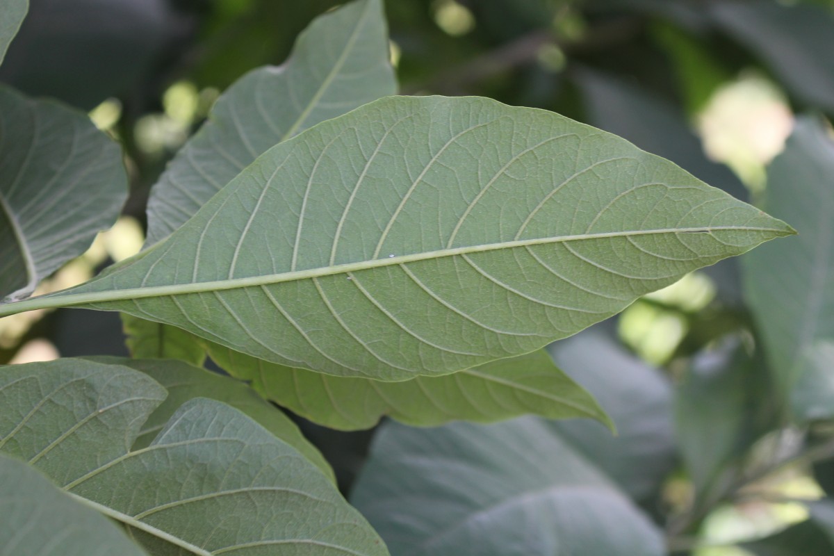 Iochroma arborescens (L.) J.M.H.Shaw